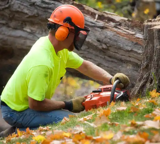 tree services Harwood